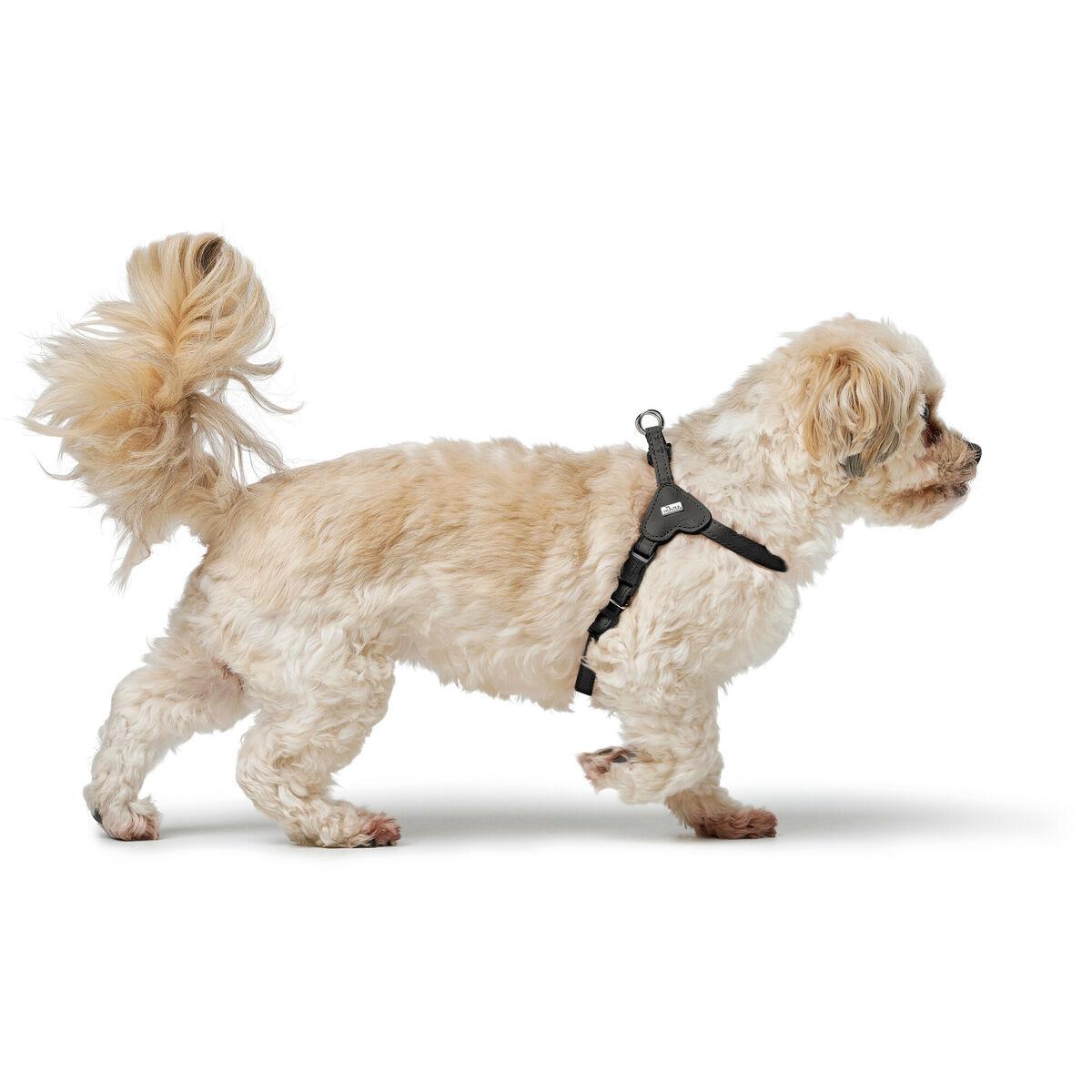 Arnés para Perro Hunter SOHO MINI Negro XS/S