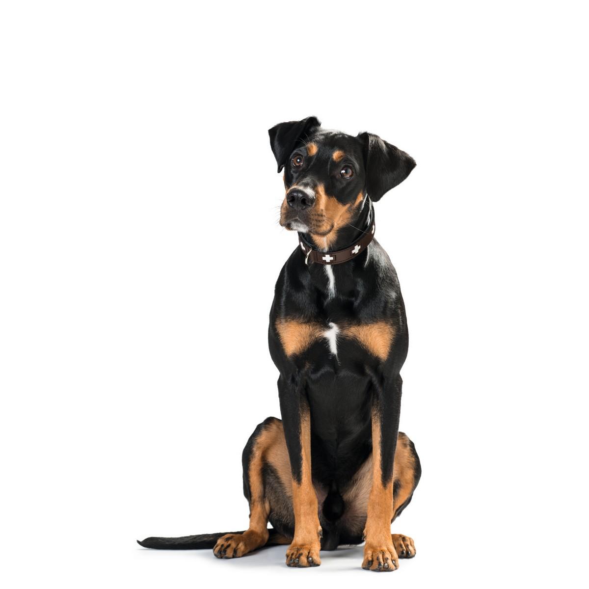 Collar para Perro Hunter Swiss Marrón Negro M 55 cm
