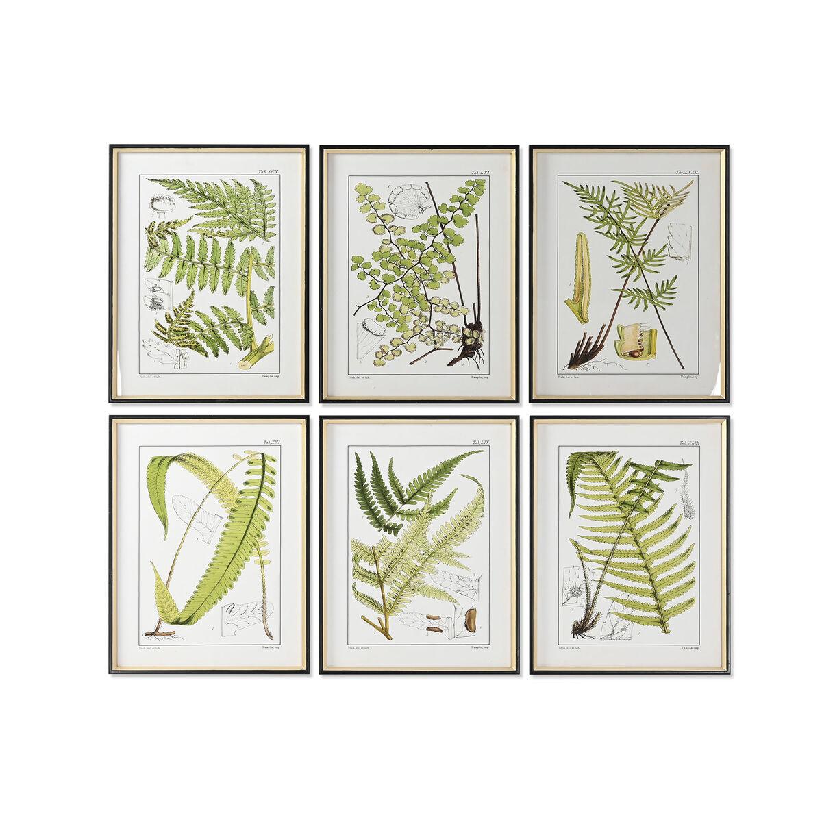 Cuadro Home ESPRIT Moderno Helecho 50 x 2,5 x 65 cm (6 Unidades)