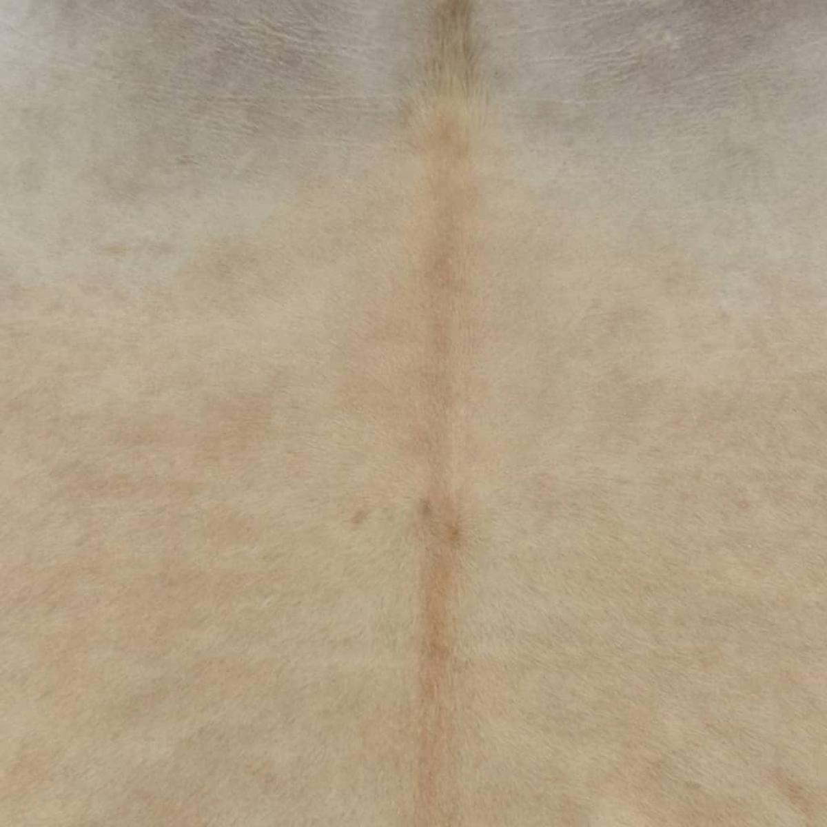 Alfombra de piel de vaca auténtica beige 180x220 cm