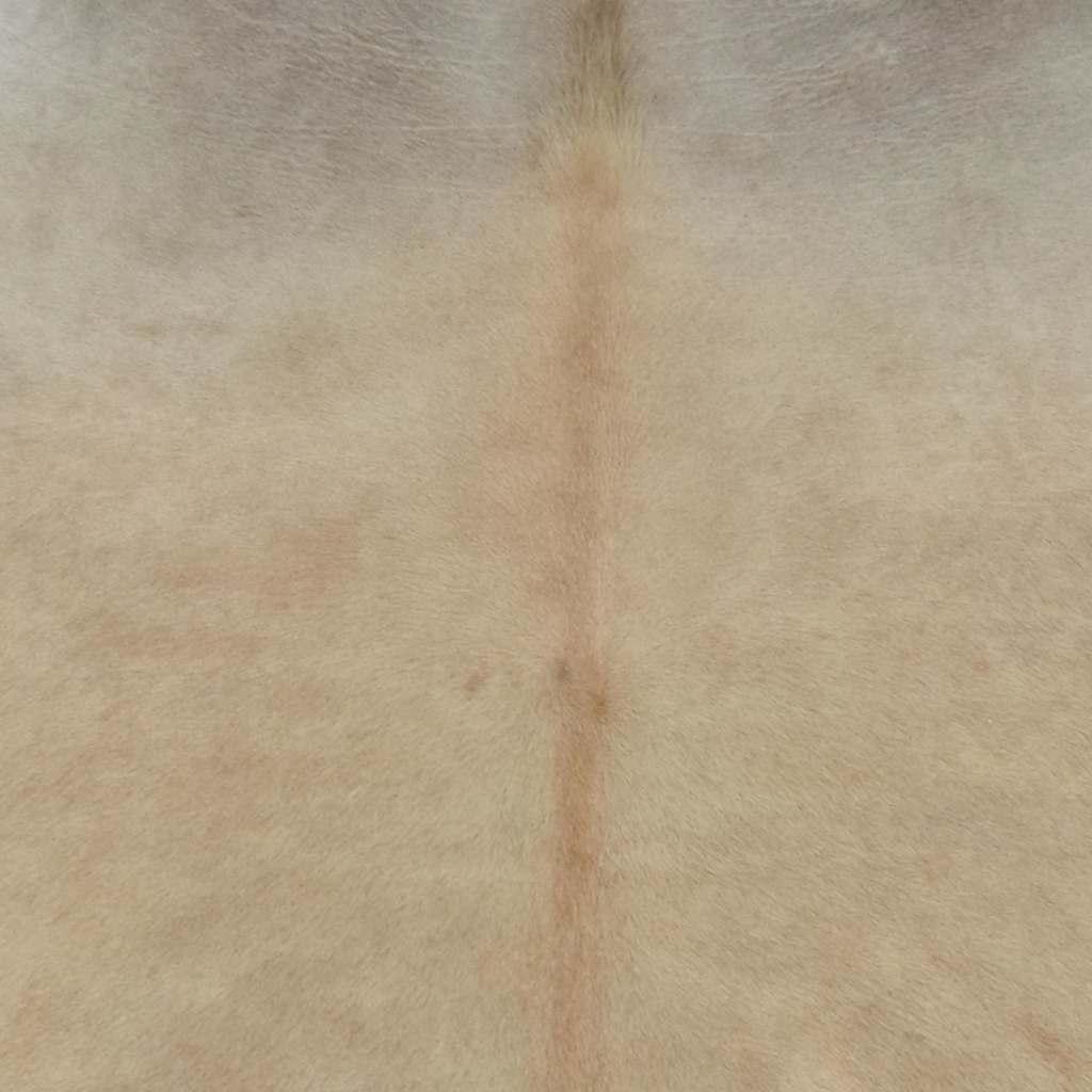 Alfombra de piel de vaca auténtica